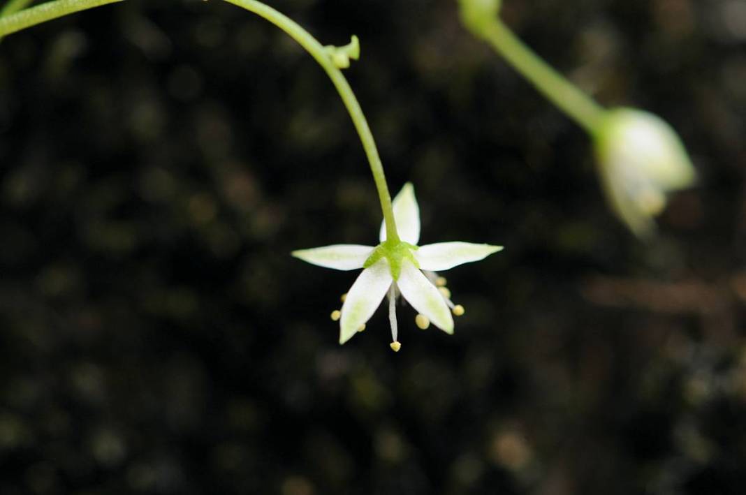 İzmir'in dağlarında endemik çiçekler açtı! 8